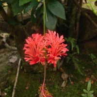 Hibiscus schizopetalus (Mast.) Hook.f.